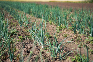 Farm garden with green onions during ripening. farm field with a big harvest. Summer business. Stock background, photo