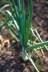 Farm garden with green onions during ripening. farm field with a big harvest. Summer business. Stock background, photo