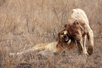 The young male of lion and lioness (Pantera leo krugeri) are greeting each other with their heads and open mouth full of fangs in dry yellow african savanna, typical interaction between lions © Karlos Lomsky