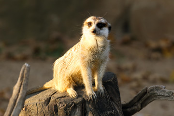 The meerkat or suricate (Suricata suricatta) is sitting on the old tree stump in the last evening light