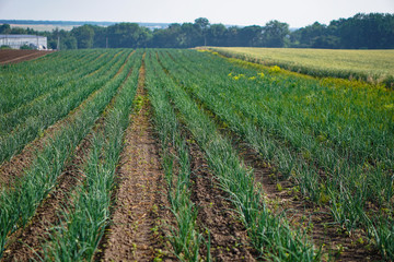 Fototapeta na wymiar Farm garden with green onions during ripening. farm field with a big harvest. Summer business. Stock background, photo