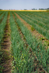 Farm garden with green onions during ripening. farm field with a big harvest. Summer business. Stock background, photo