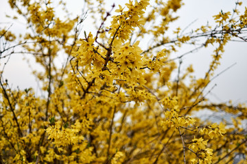 A close-up of forsysthia during spring time in South Korea.