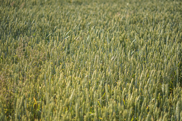 Farm garden sown wheat before maturation. farm field with a big harvest. Beautiful golden bread. Stock background, photo