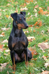 Manchester Terrier in the autumn garden