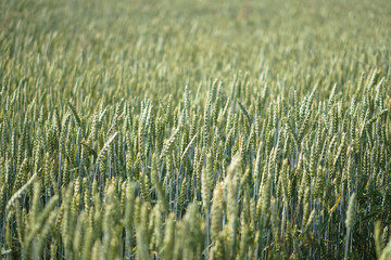 Farm garden sown wheat before maturation. farm field with a big harvest. Beautiful golden bread....