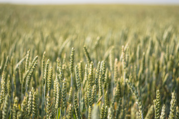 Farm garden sown wheat before maturation. farm field with a big harvest. Beautiful golden bread....