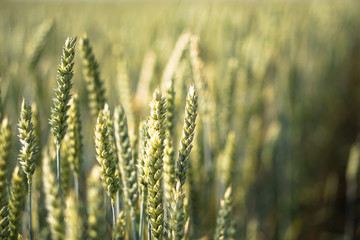 Fototapeta premium Farm garden sown wheat before maturation. farm field with a big harvest. Beautiful golden bread. Stock background, photo