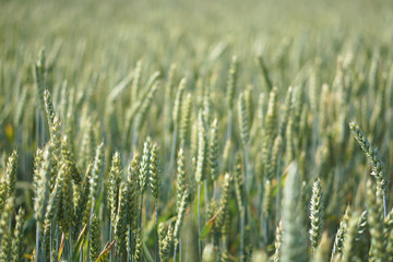 Farm garden sown wheat before maturation. farm field with a big harvest. Beautiful golden bread. Stock background, photo