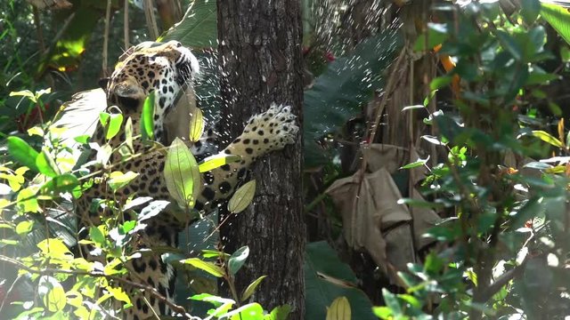 A jaguar climbs a tree in the jungle of Belize in slow motion.