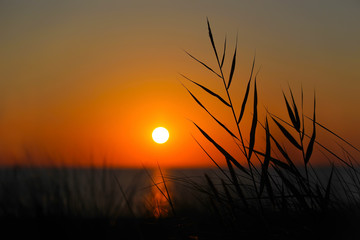 sunset view of the sea through the grass