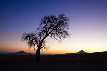 Lonely tree in Central Bohemian Uplands, Czech Republic.