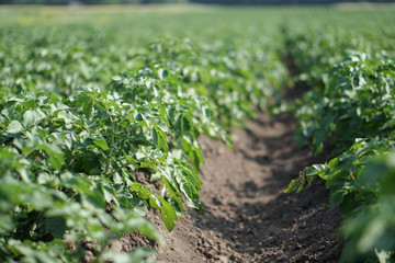 Fototapeta na wymiar Farm garden with green potatoes during ripening. Industrial business in rural areas. Stock background, photo.