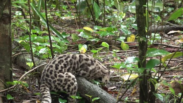 A margay ocelot catches a rat in the rainforest in Belize.
