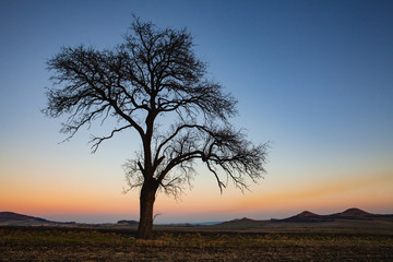 Fototapeta na wymiar Lonely tree in Central Bohemian Uplands, Czech Republic.