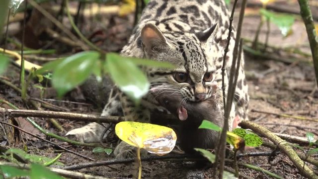 A margay ocelot catches a rat in the rainforest in Belize.