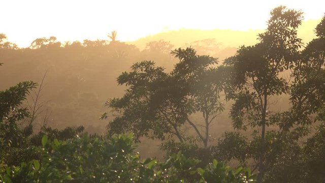 Pan across a beautiful sunset in the rainforest of Belize.