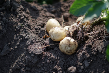 Farm garden with green potatoes during ripening. Digging some vegetables, food for vegetarians. Stock background, photo.