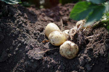 Farm garden with green potatoes during ripening. Digging some vegetables, food for vegetarians. Stock background, photo.