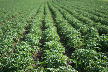 Farm garden with green potatoes during ripening. Industrial business in rural areas. Stock background, photo.