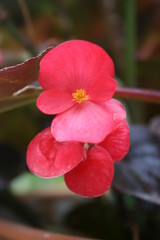 Flor roja con amarillo en el centro 