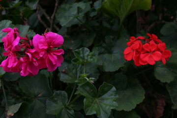 Flores naturales rosada y naranja, fondo verde