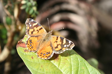 MARIPOSA NARANJA CON NEGRO HOJA VERDE NATURAL