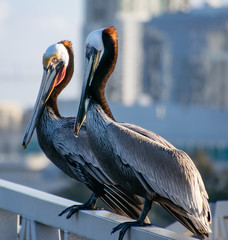 Two California Brown Pelicans Sitting on a Boat Dock