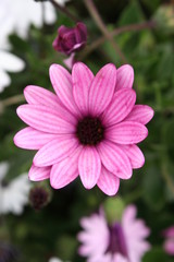 Obraz premium ROSA ROSADA CON MORADO