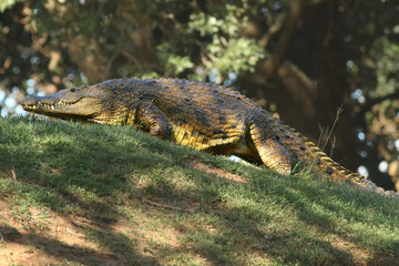 Naklejka na ściany i meble The Nile crocodile (Crocodylus niloticus) is walking in the edge of green grassy hill with trees in background