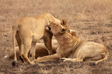 Three Transvaal lioness (Panthera leo krugeri), also known as the Southeast African or Kalahari lion are relaxing after hunting and cleaning themselves in the savanna. Typical behaviour in the pride.