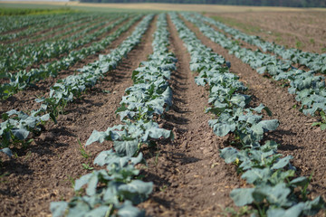 Fototapeta na wymiar Cabbage in the garden of the farmer. Broccoli in the field. Summer healthy eating. Stock background, photo