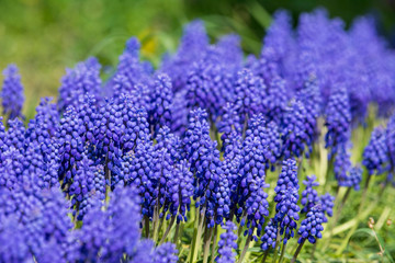 Wonderful spring flowers