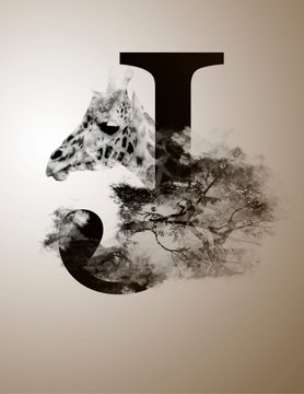 Tipo-Animal Jirafa