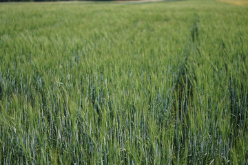 Farm garden sown wheat before maturation. farm field with a big harvest. Beautiful golden bread. Stock background, photo