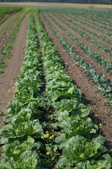 Cabbage in the garden of the farmer. Broccoli in the field. Summer healthy eating. Stock background, photo