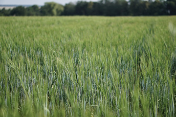 Farm garden sown wheat before maturation. farm field with a big harvest. Beautiful golden bread. Stock background, photo