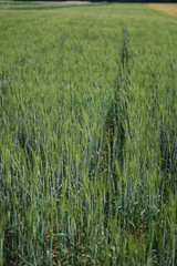 Farm garden sown wheat before maturation. farm field with a big harvest. Beautiful golden bread. Stock background, photo