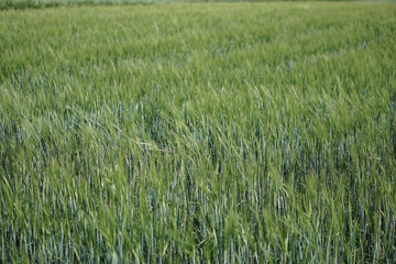Farm garden sown wheat before maturation. farm field with a big harvest. Beautiful golden bread. Stock background, photo