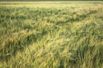 Farm garden sown wheat before maturation. farm field with a big harvest. Beautiful golden bread. Stock background, photo