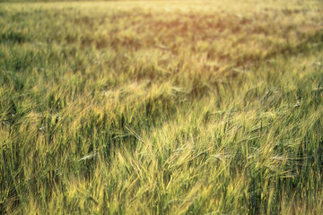 Farm garden sown wheat before maturation. farm field with a big harvest. Beautiful golden bread....