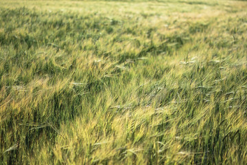 Farm garden sown wheat before maturation. farm field with a big harvest. Beautiful golden bread....