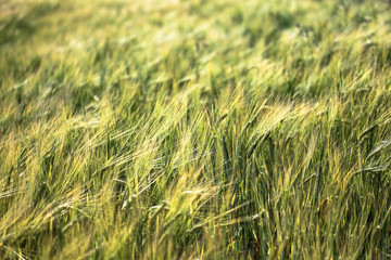 Farm garden sown wheat before maturation. farm field with a big harvest. Beautiful golden bread. Stock background, photo