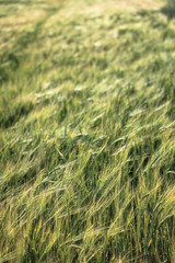 Farm garden sown wheat before maturation. farm field with a big harvest. Beautiful golden bread....