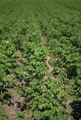 Farm garden with green potatoes during ripening. Industrial business in rural areas. Stock background, photo.