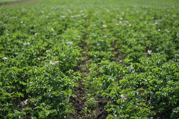 Farm garden with green potatoes during ripening. Industrial business in rural areas. Stock background, photo.
