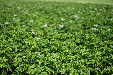 Farm garden with green potatoes during ripening. Industrial business in rural areas. Stock background, photo.