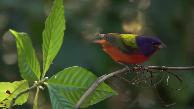 A multicolored bird, the painted bunting male, in a forest.