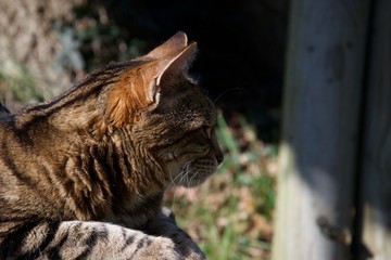 Fototapeta na wymiar Head of a brown, ginger and black striped cat resting in the sun, alert and watching