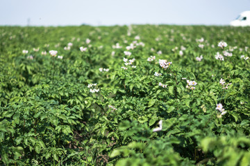 Farm garden with green potatoes during ripening. Industrial business in rural areas. Stock background, photo.